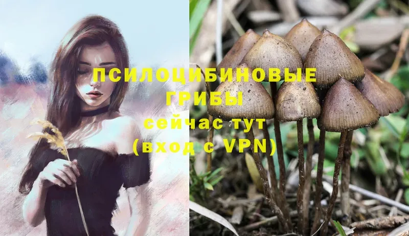 сколько стоит  Острогожск  Псилоцибиновые грибы MAGIC MUSHROOMS 